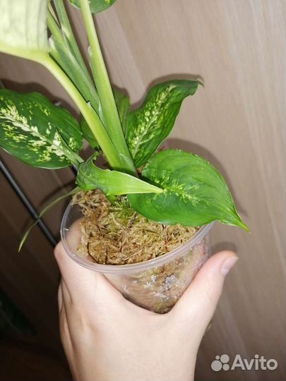 Диффенбахия Сублим