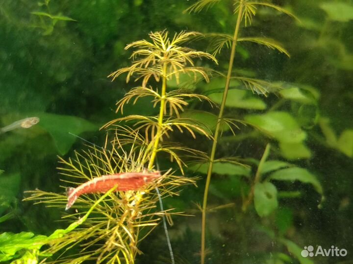 Аквариумные растения стрижка прополка