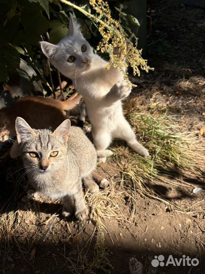Котята в добрые руки