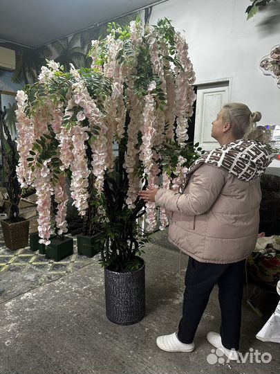 Дерево бонсай