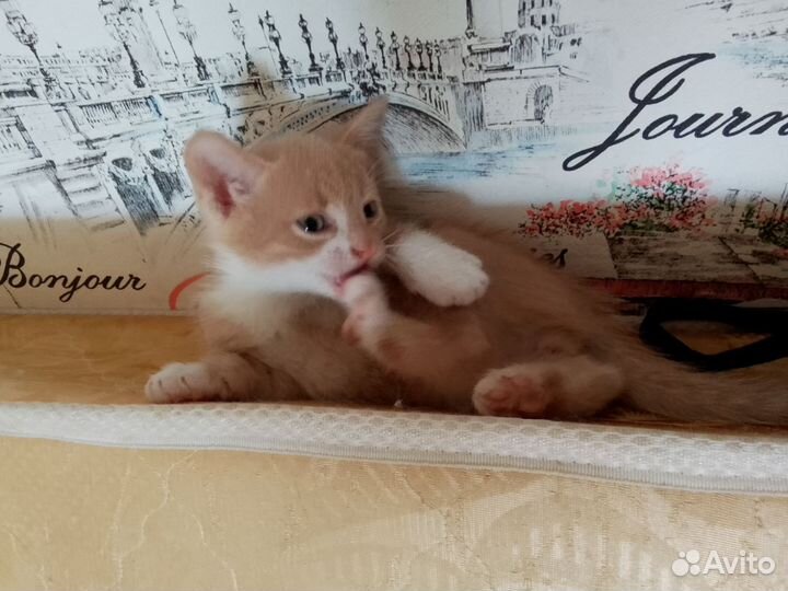 Котята ищут семью