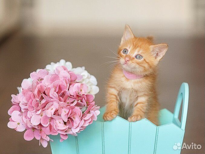 Рыжий котенок мальчик ищет свою семью