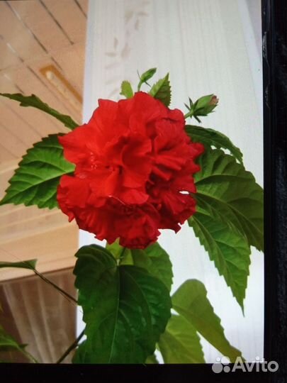 Цветы комнатные