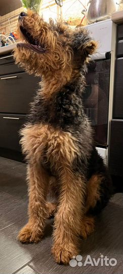 Эрдельтерьер