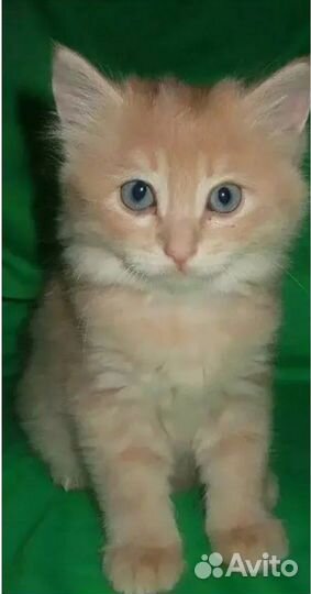 Котенок девочка 2 месяца