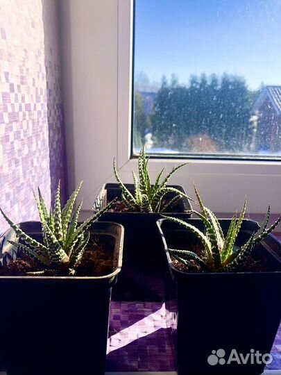 Хавротия полосатая