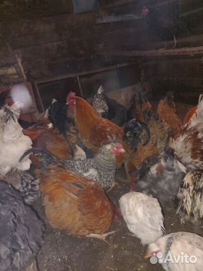 Молодые петухи