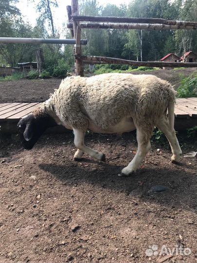 Баран Дорпер