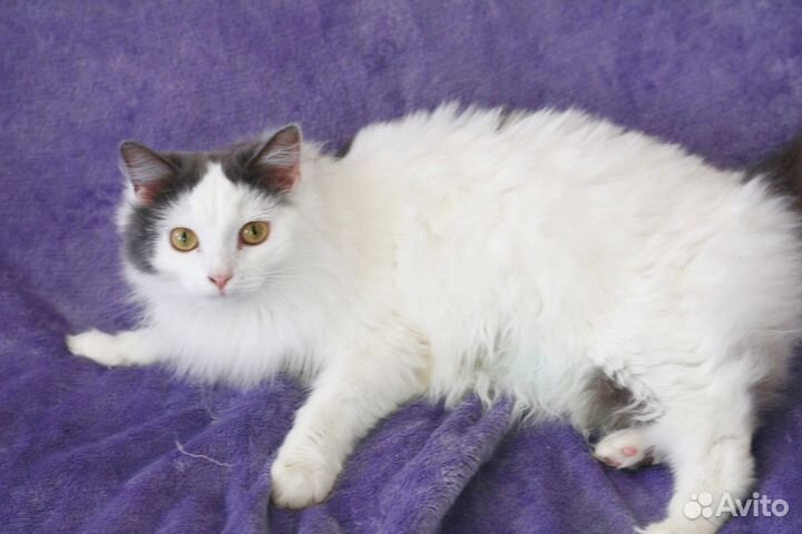 Белоснежка в добрые, заботливые руки