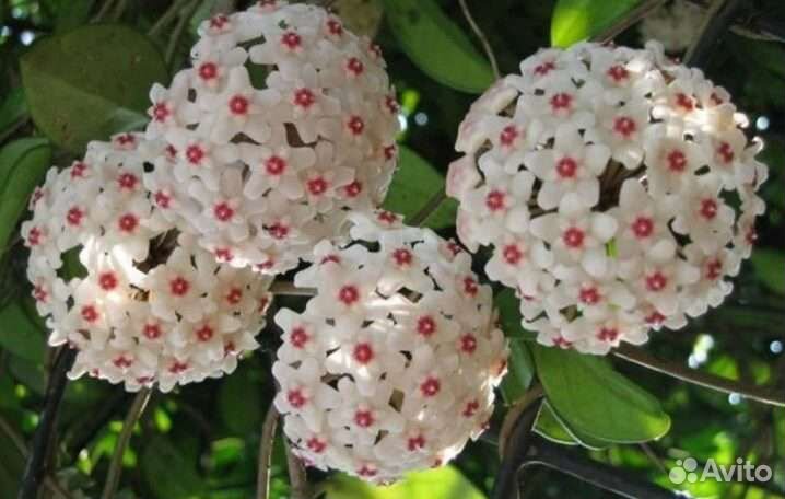 Хойя Карноза