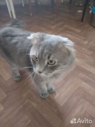 Домашние животные кот