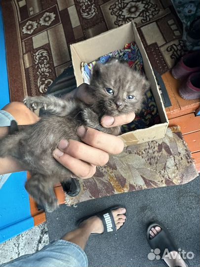 Котята в добрые руки