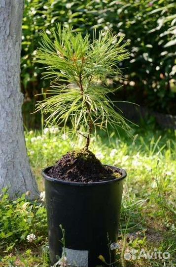 Дуб саженцы