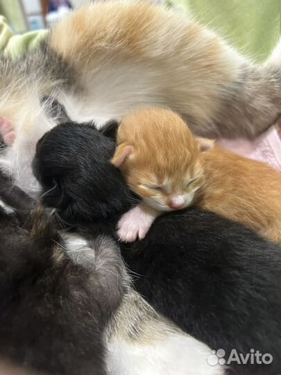 Отдам бесплатно животные