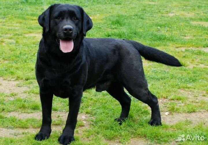 Щенки лабрадора