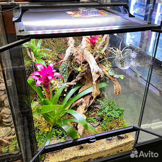 Террариум с оформлением живыми растениями