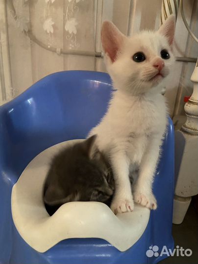 Котенок мальчик белый с серым пятном на голове