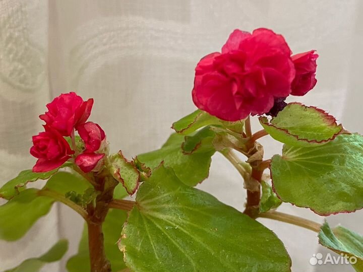 Бегония вечноцветущая махровая