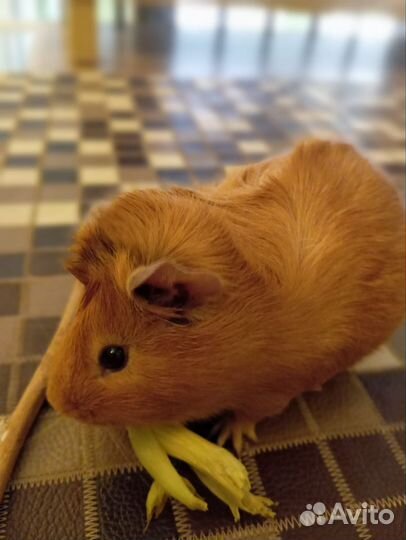 Морская свинка рыжая