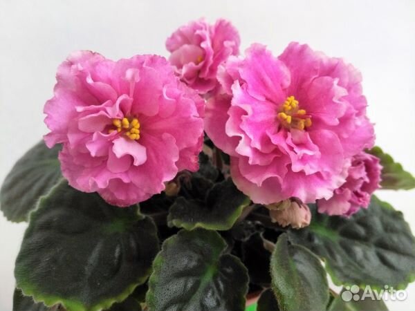 Фиалки цветущие,детки,листы,доставка