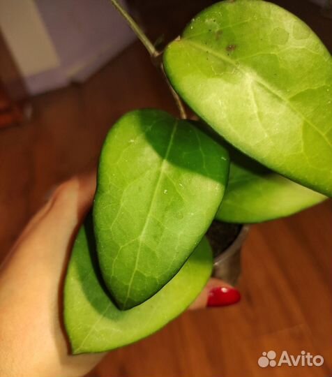 Хойя фускомаргината