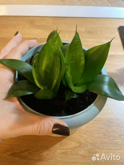 Сансевиерия Блэк Ханни