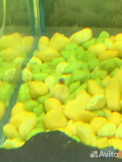 Улитки аквариумные