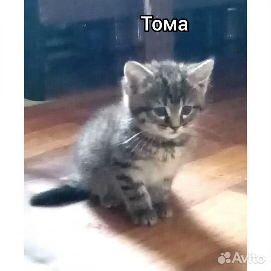 Котенок на букву Т