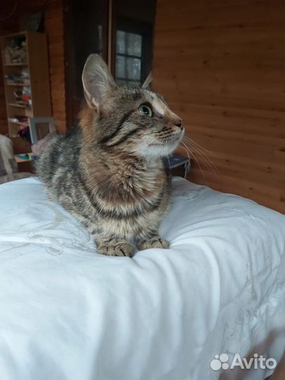 Котенок в дар