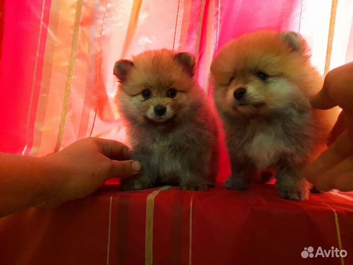 Померанский шпиц