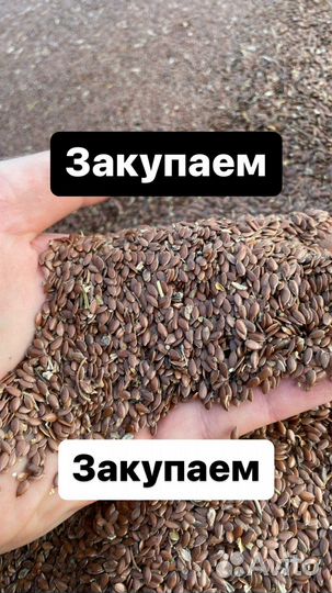 Лен масличный