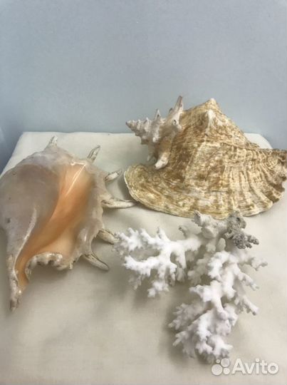 Натуральный коралл морские ракушки