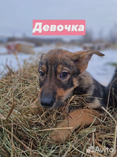 Щеночки в добрые руки