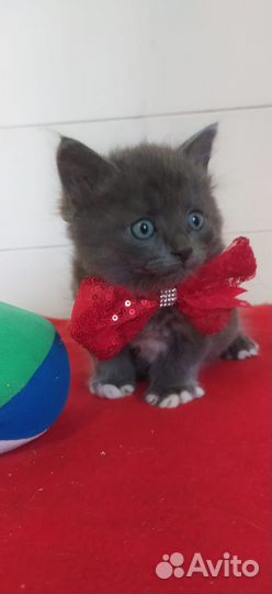 Котята маленькие пантеры