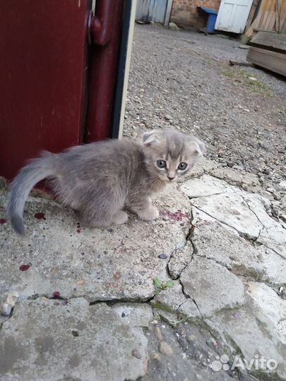 Котята в добрые руки бесплатно