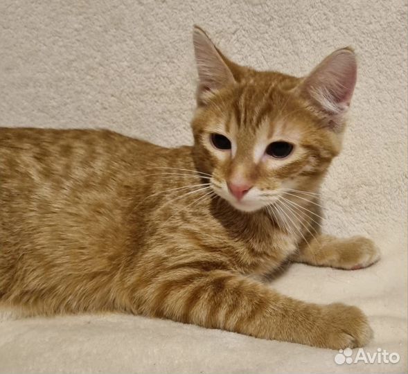 Котик Мурзик