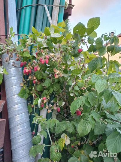 Ремонтантная малина