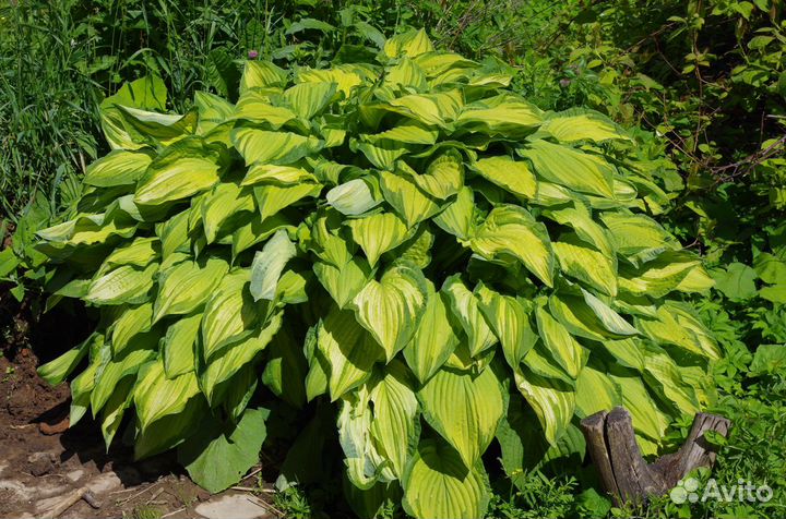 Цветы. Хосты