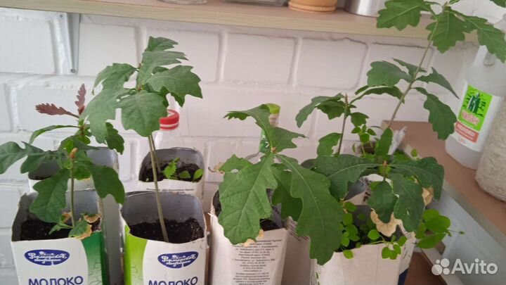 Саженцы дуба