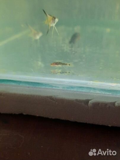 Скалярии,гуппи, анубиас кладофора