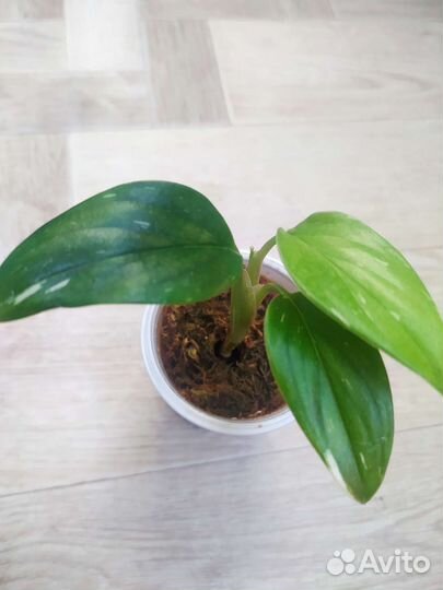 Филодендроны