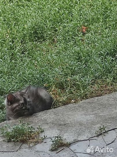 Котенок чёрный