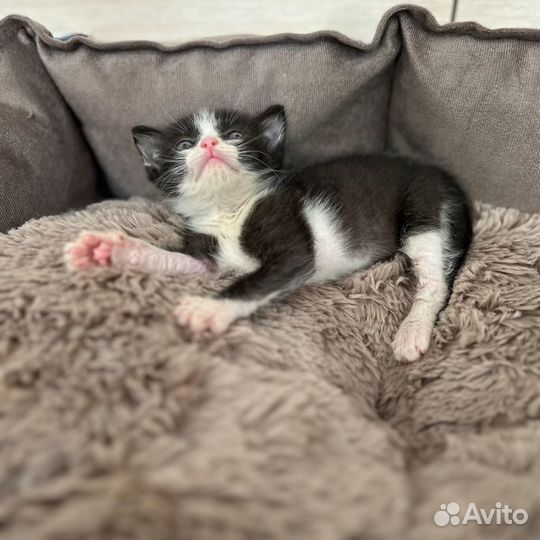 Котёнок ищет дом