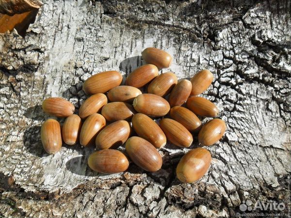 Желуди дуба для поделок 1 кг