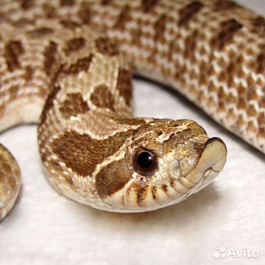 Свиноносый уж