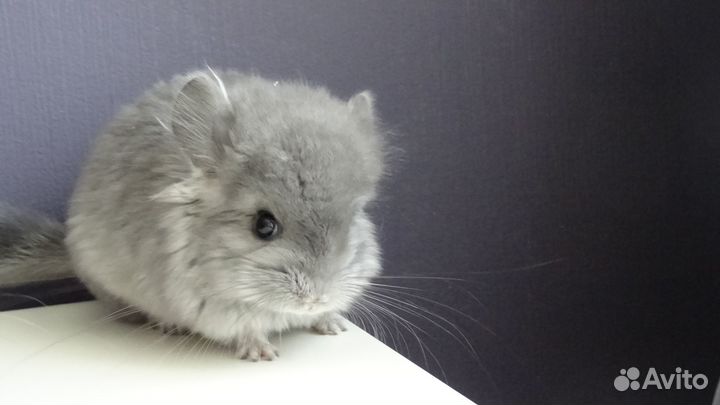 Шиншиллы Ангоры