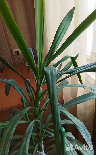 Пальма юкка