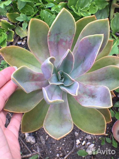 Суккуленты