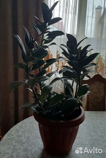 Фикус бенджамина