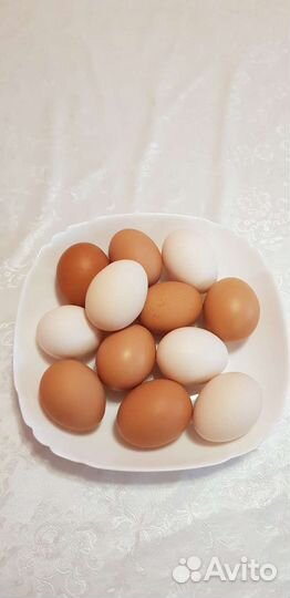 Домашние куриные яйца